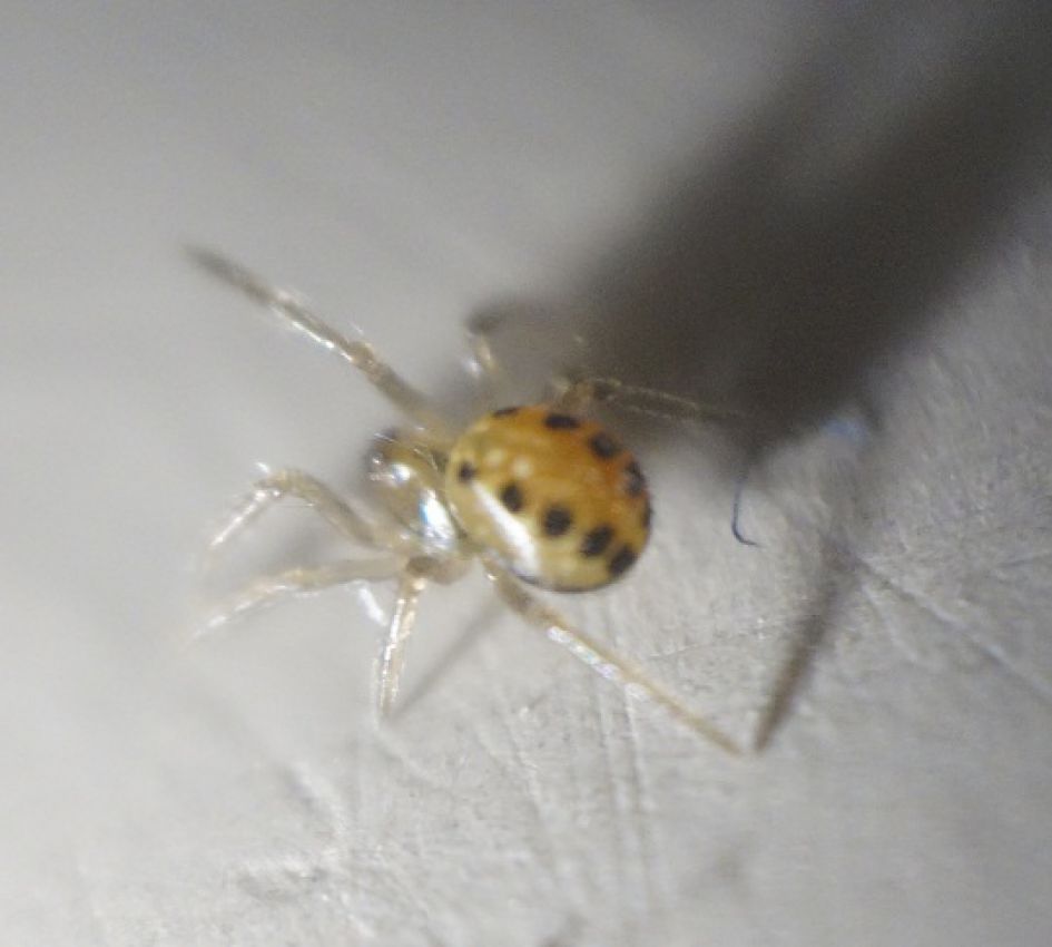 welk spinnetje is dit?